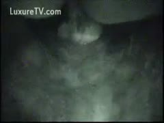 Dog at midnight